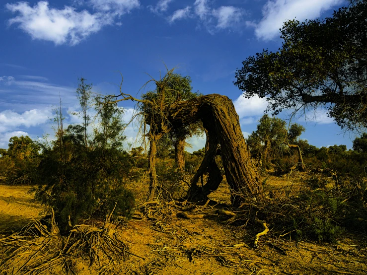 there are trees in the background and a tree stump near the grass