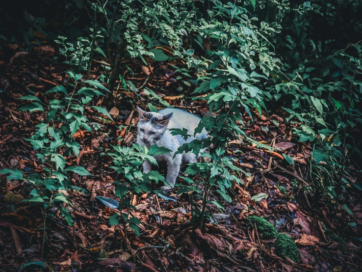 small cat hidden in leaves and trees