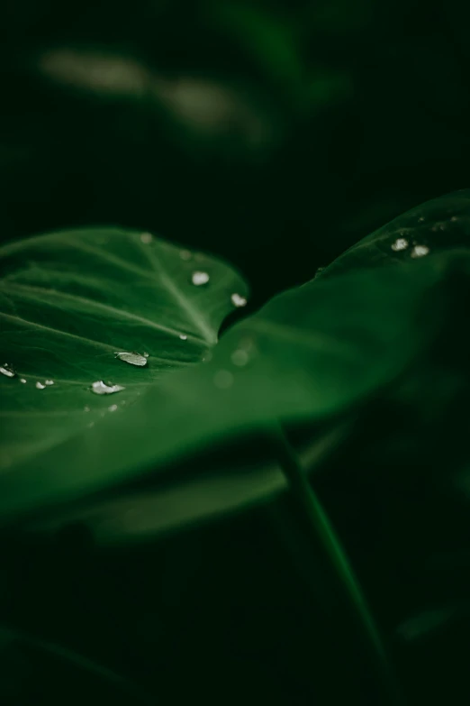 leaves with drops of water on them that are green