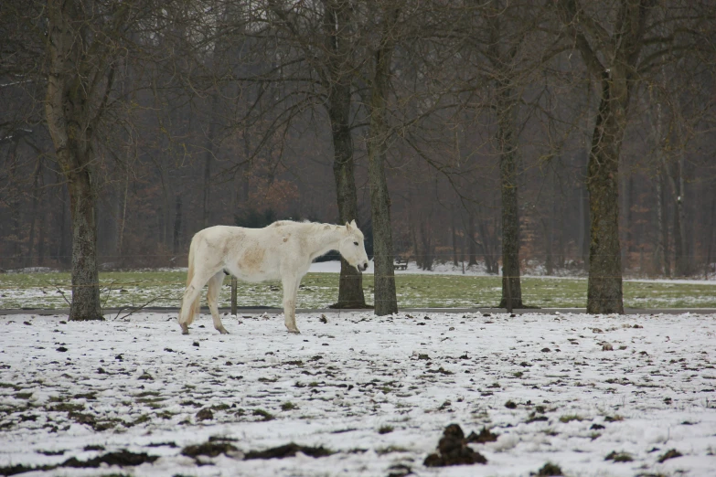 a white horse standing in front of trees on top of snow covered ground