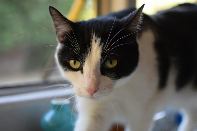 a black and white cat staring straight ahead