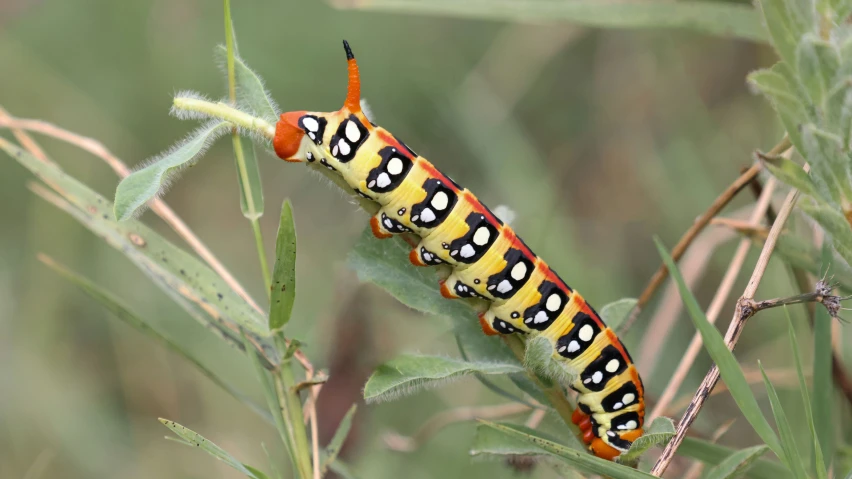 a very cute little bug sitting on a plant