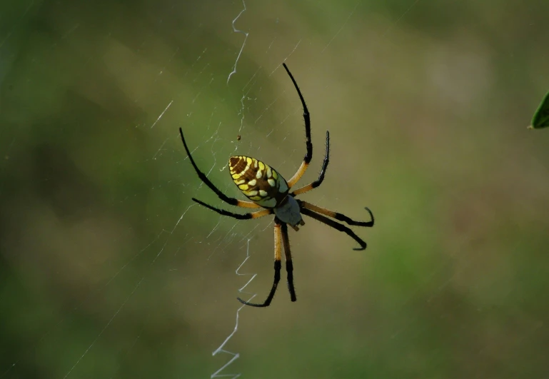 a yellow and black spider sitting on top of a web