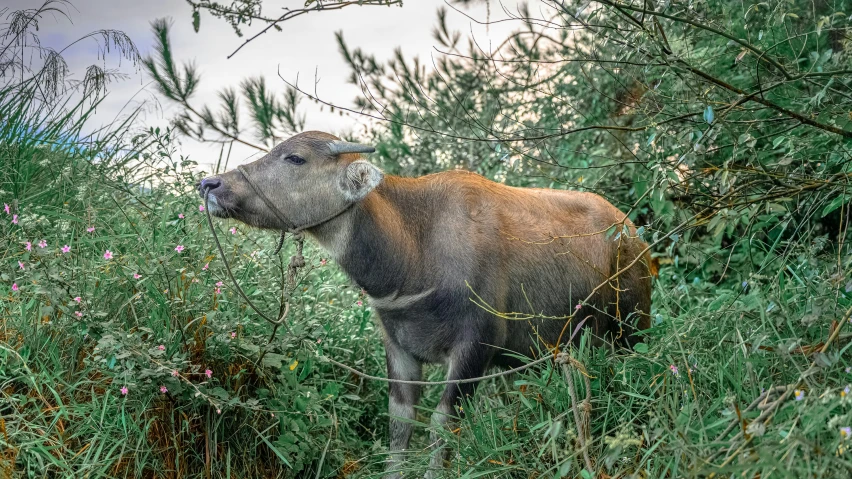 a cow standing in tall grass looking at the camera