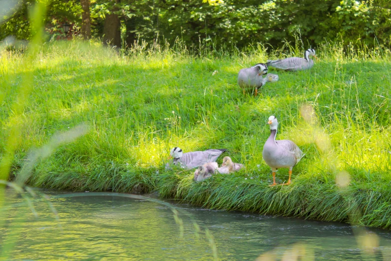 some ducks are standing on grass by the water