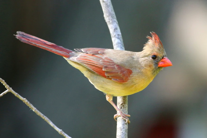 a red - winged bird sitting on a nch