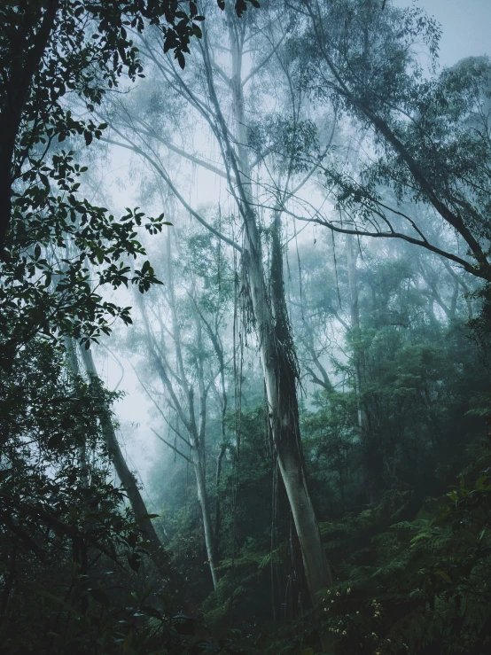 a foggy forest with trees on a hillside