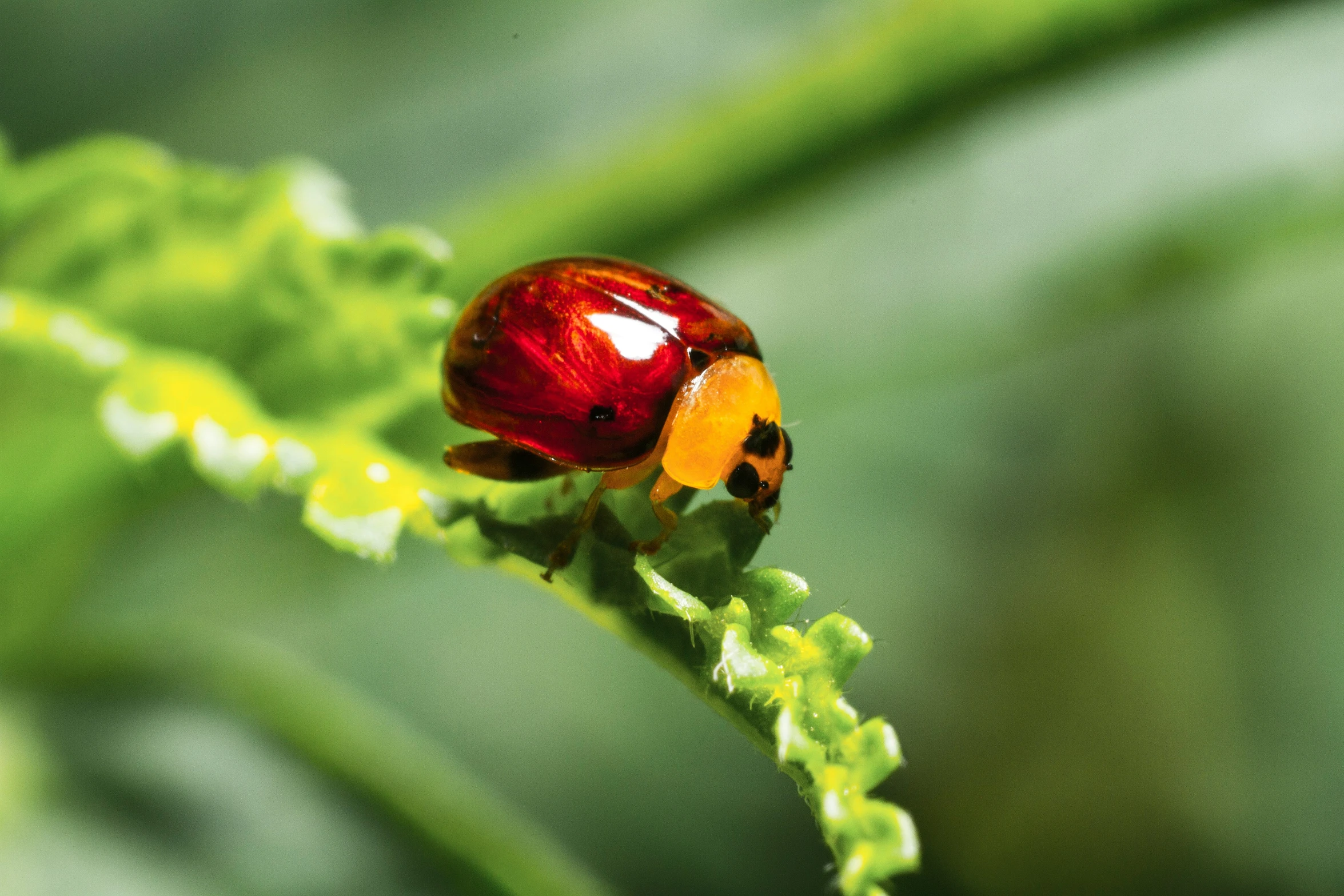 a colorful bug crawling on green leaves