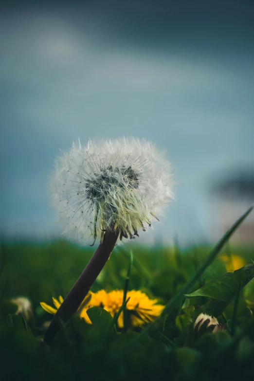 a dandelion is flying in a field