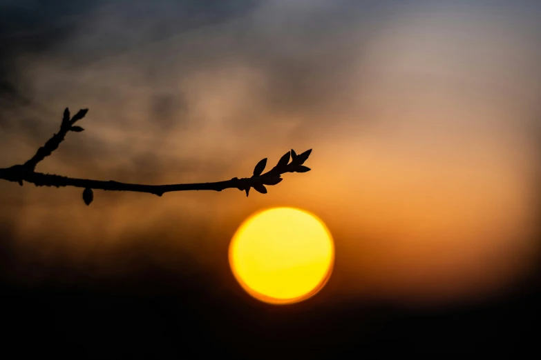 the sun rising behind a tree nch