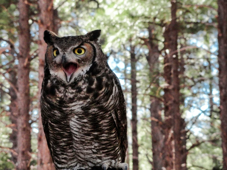 an owl stands on its hind legs in a pine forest