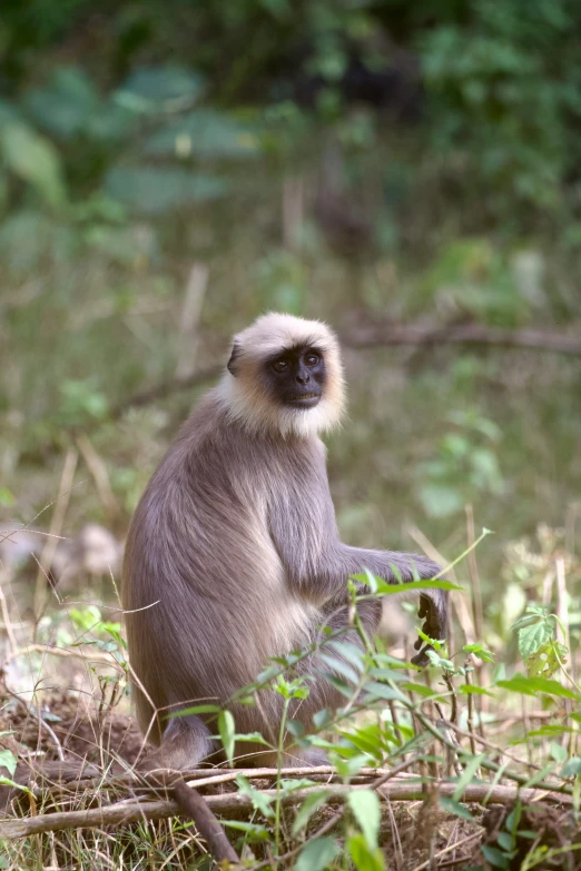 the monkeys is outside on the grass