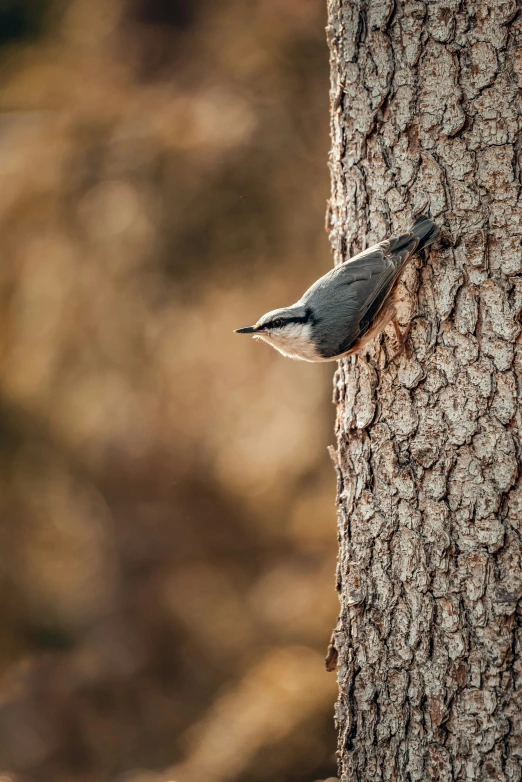 a tree with a bird on it sitting in it's side