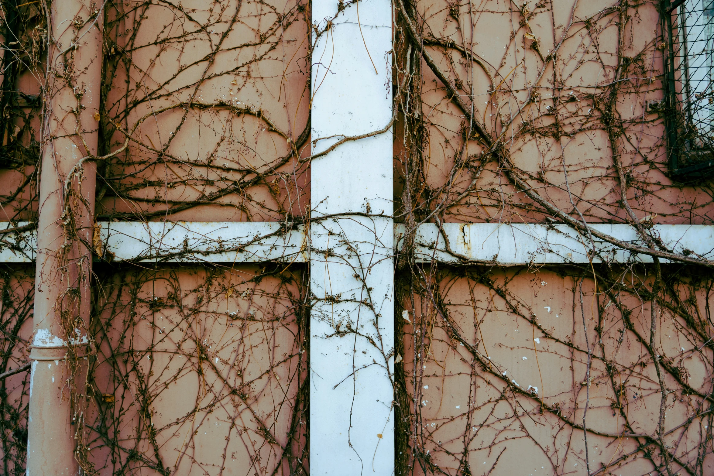 a cross that is on the side of a building with vines growing on it