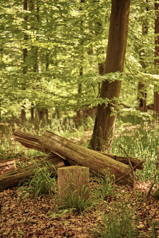 a tree that has fallen down and in the woods