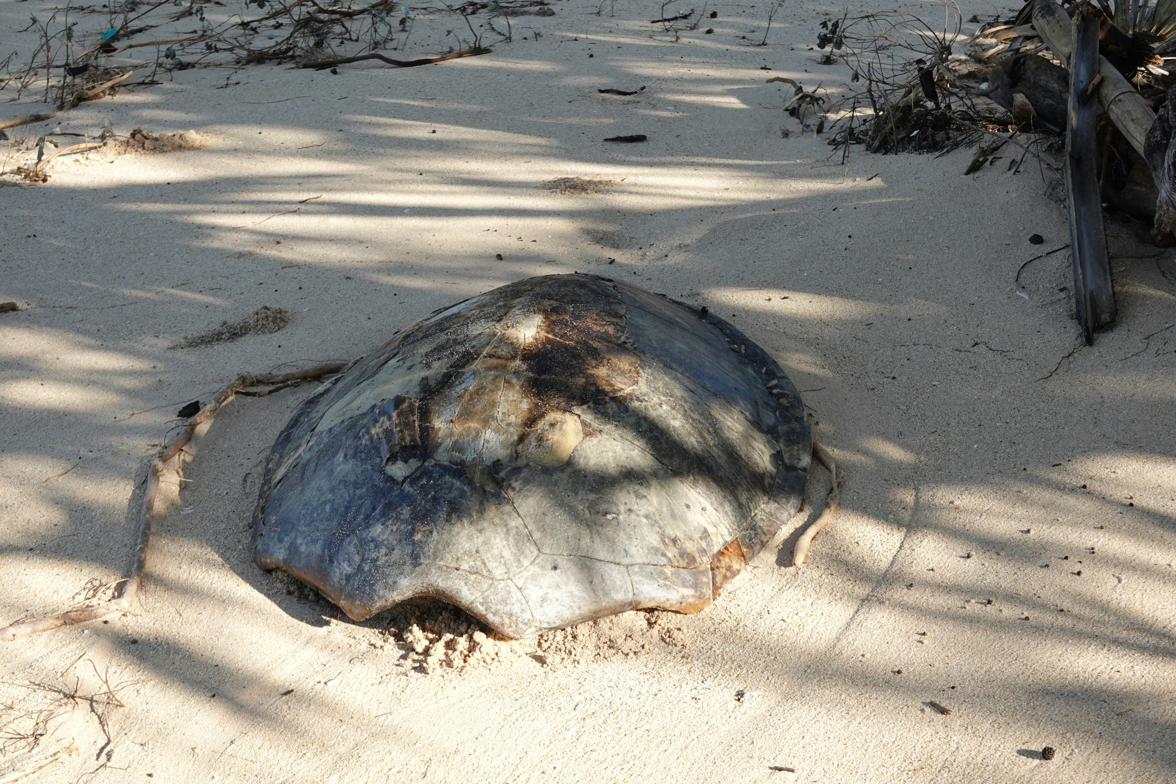 a tree stump lying on top of the sand