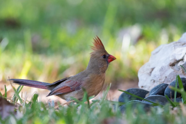 a small bird sitting in the grass near rocks