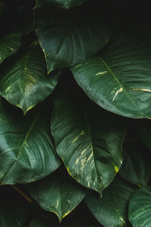 a plant with several large leaves growing over it