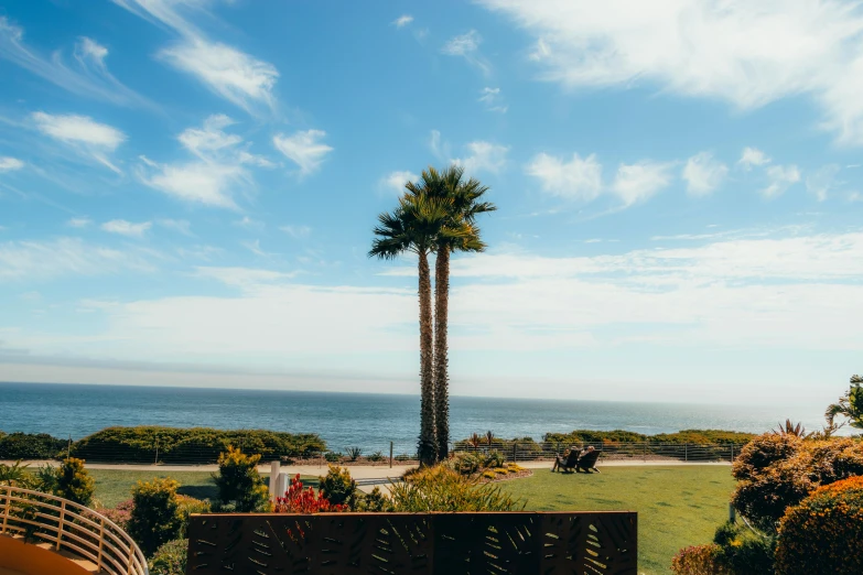 the tall palm tree on the far side of a hill