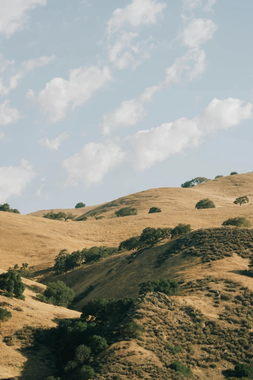 a cow stands on a hill while the sun is low in the sky