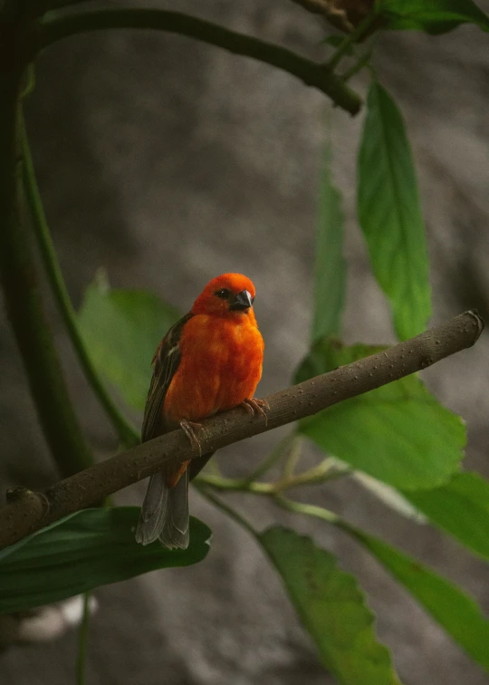 a small orange bird perched on a nch