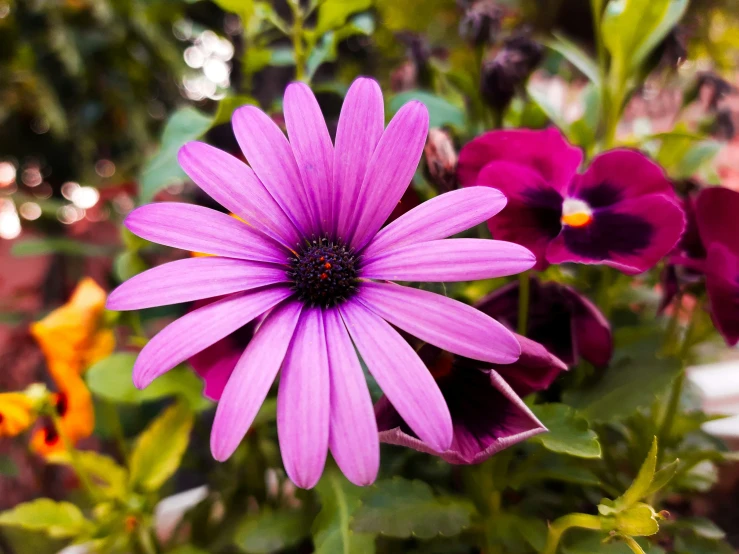 purple flower surrounded by other flowers in a garden