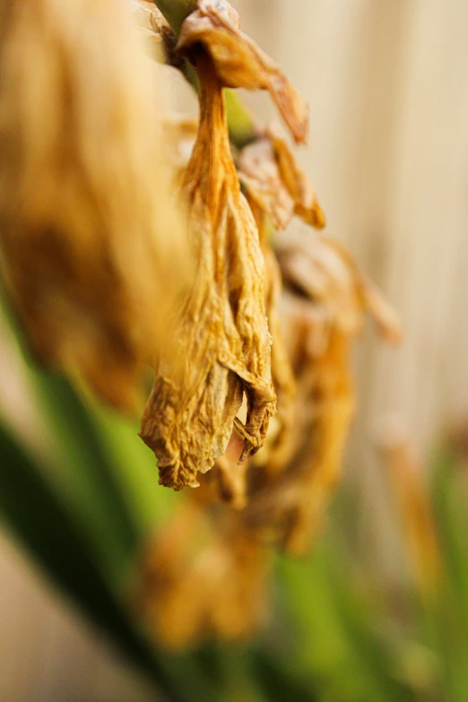 the seeds of a dried flower in the sunlight