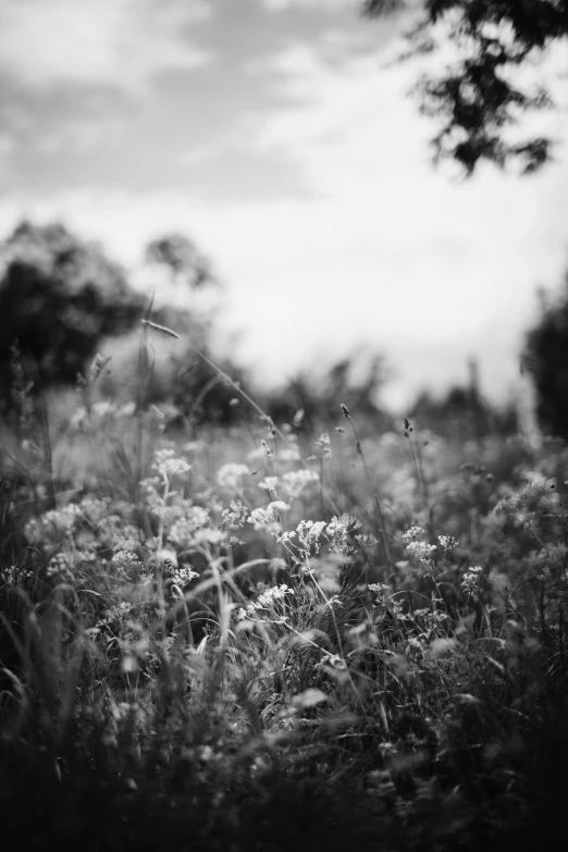 a black and white po of weeds in the field