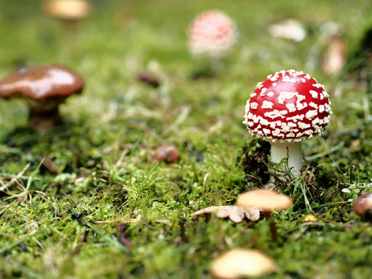 a group of mushrooms with white specks on the tops