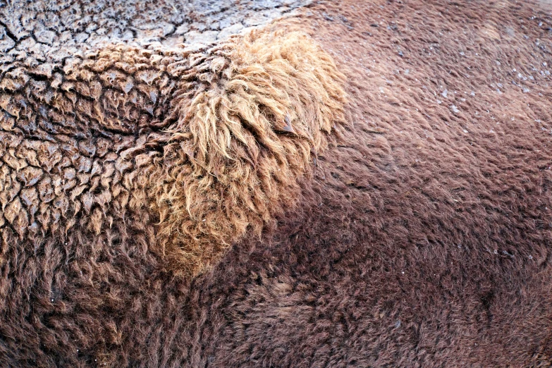 an animal with brown fur and brown coloring