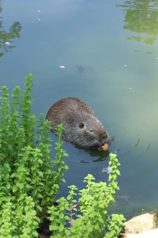 an animal in the water looking for food