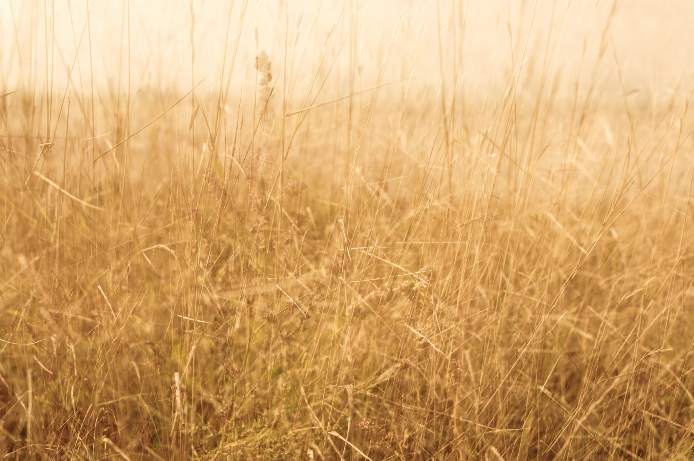 some very pretty tall grass with a sky background