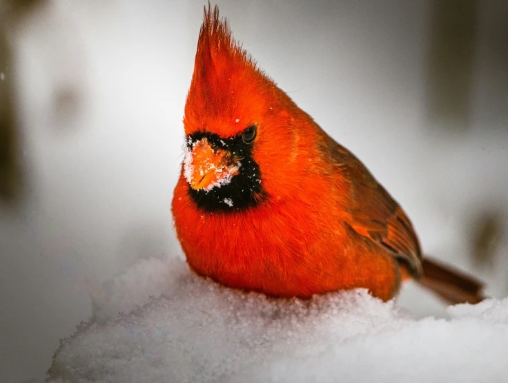 red bird is perched on the snow, looking to its left