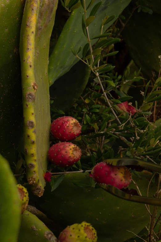 a close up of flowers and plants near one another