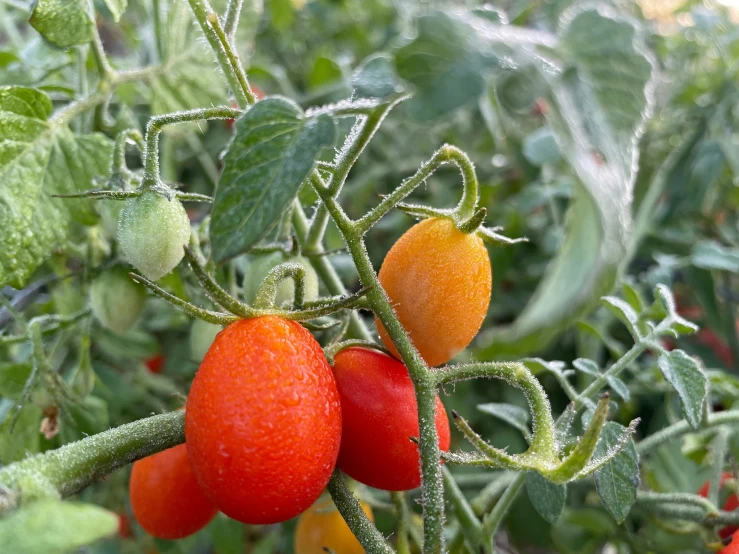 some red and yellow tomatoes growing on a plant