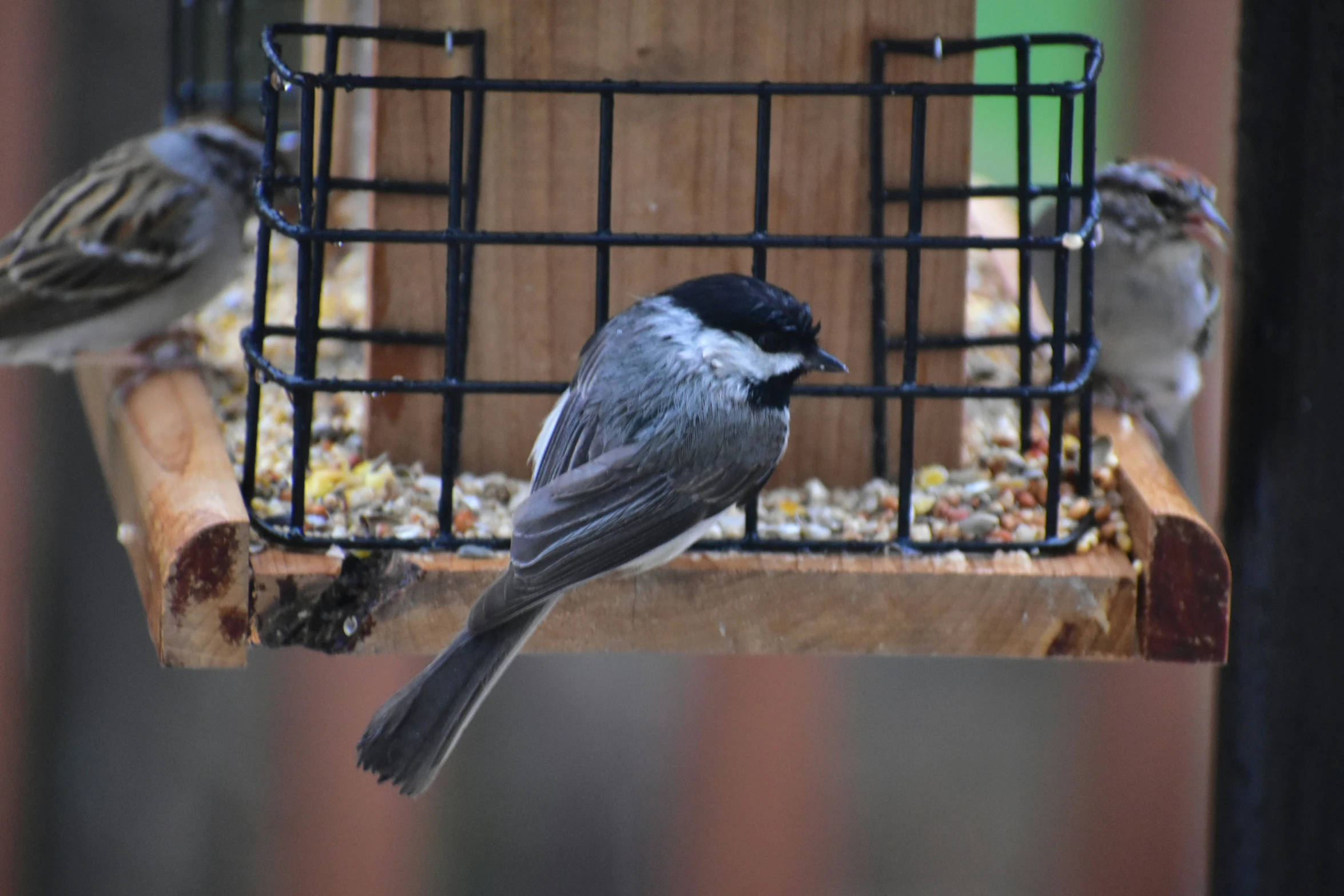 a couple of birds that are on a bird feeder