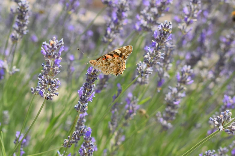 a close up of purple flowers with two moths on it