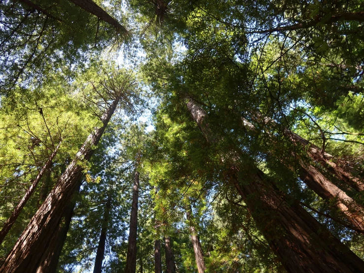 looking up into the forest to see tall trees