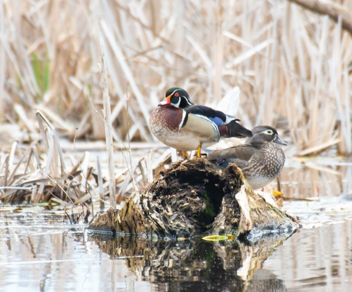 two ducks are sitting on a log in the water