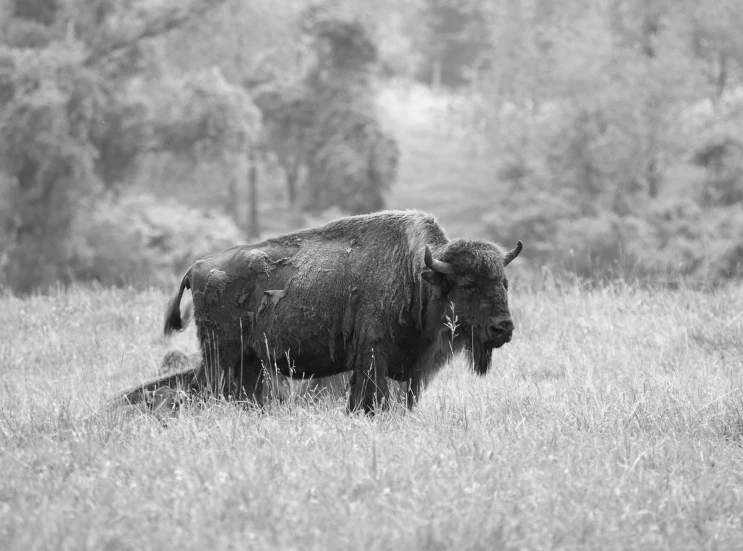 a buffalo standing in a field near trees