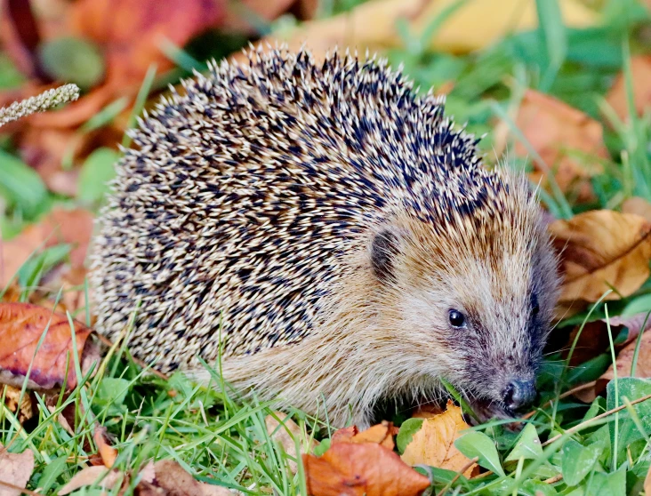 an eciant is walking on some leaves