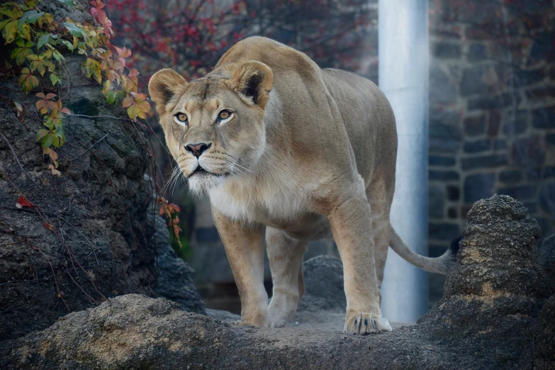 the lion is walking next to some trees