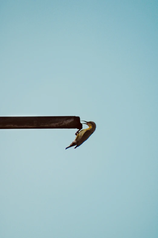 an eagle sitting on top of a metal pipe