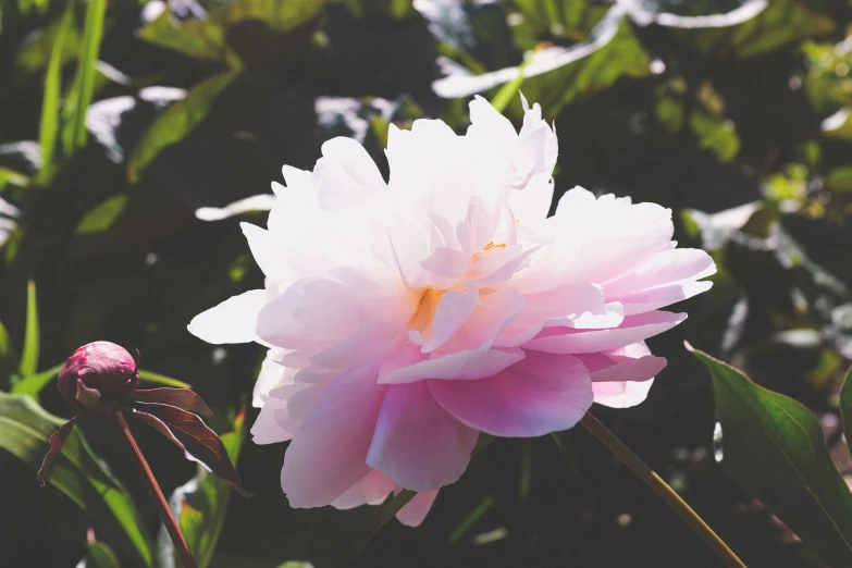 a closeup of a single pink flower on a plant