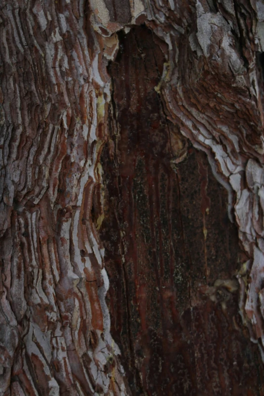 the texture of bark of an old tree