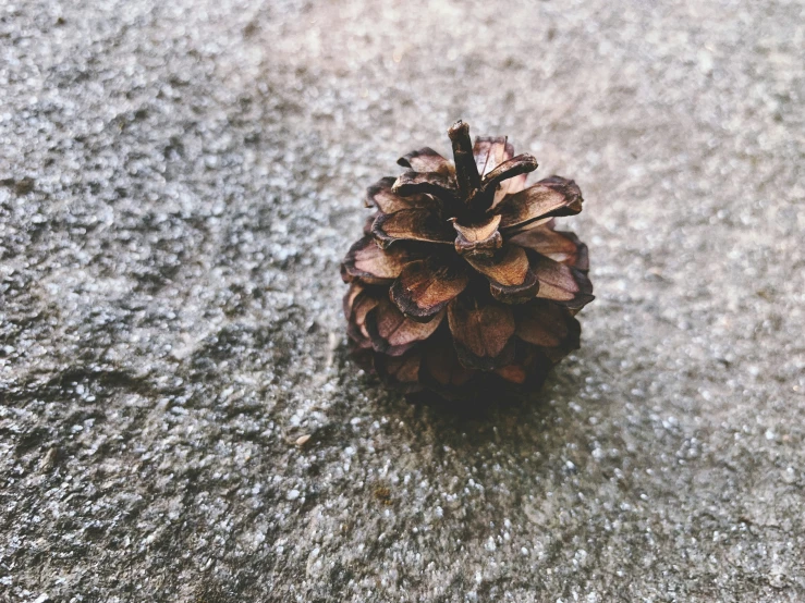 a pine cone laying on concrete with a blurred background