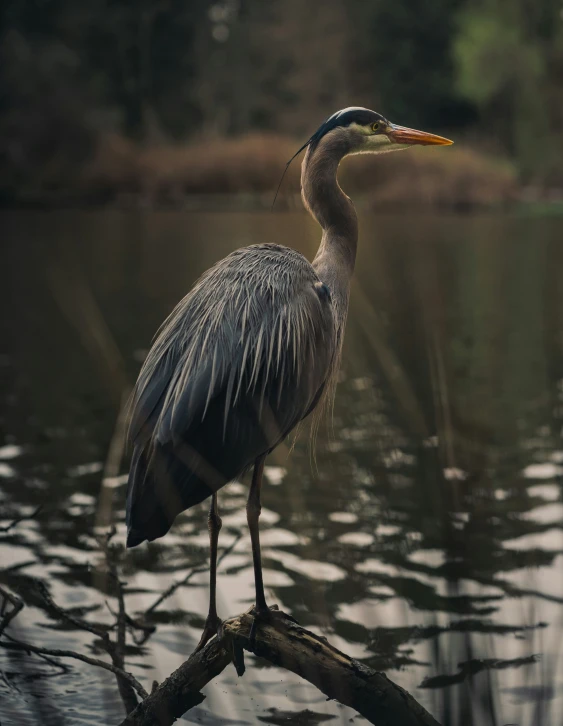 a large crane perched on a nch next to the water