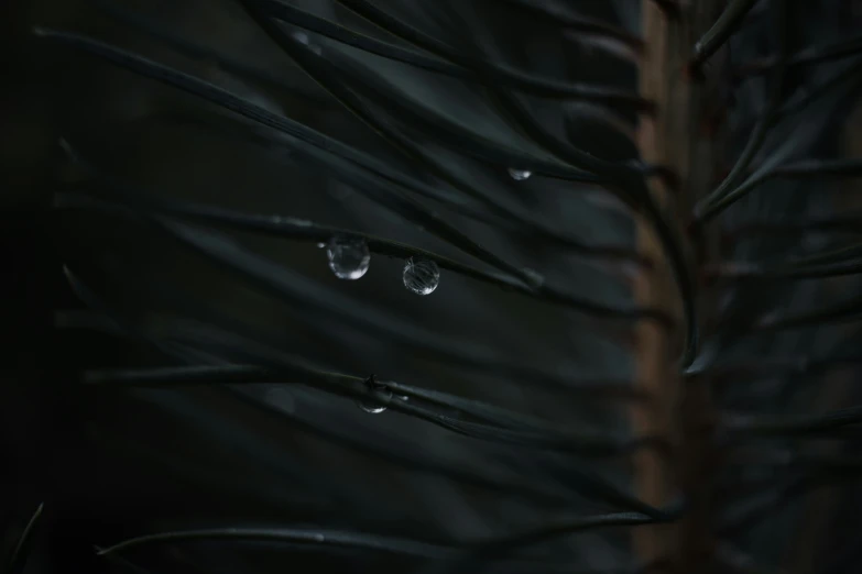 drops of water on a plant in the dark