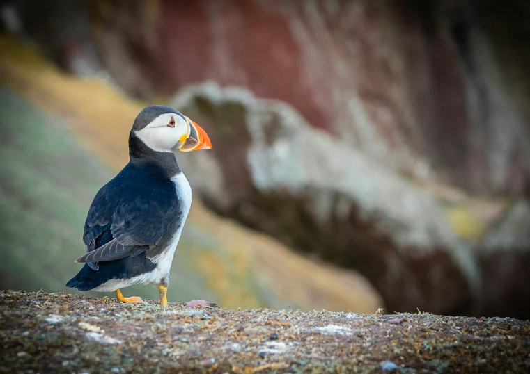 a bird that is standing on the ground