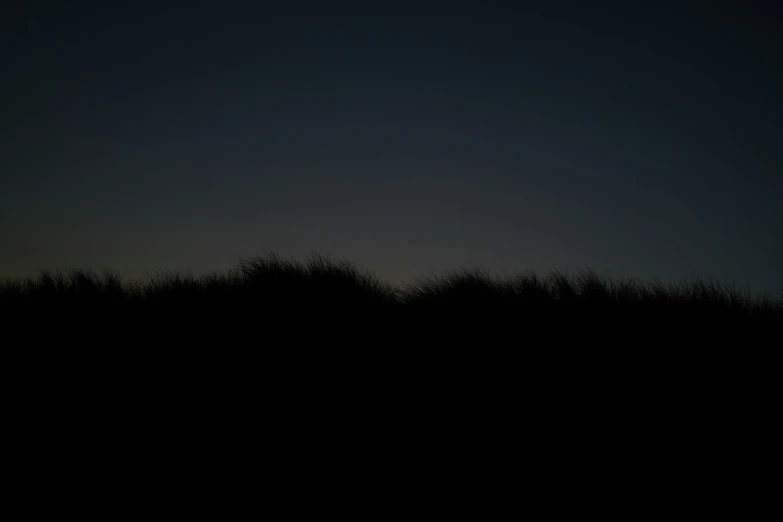 silhouette of trees at sunset on clear day